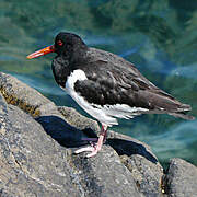 Eurasian Oystercatcher