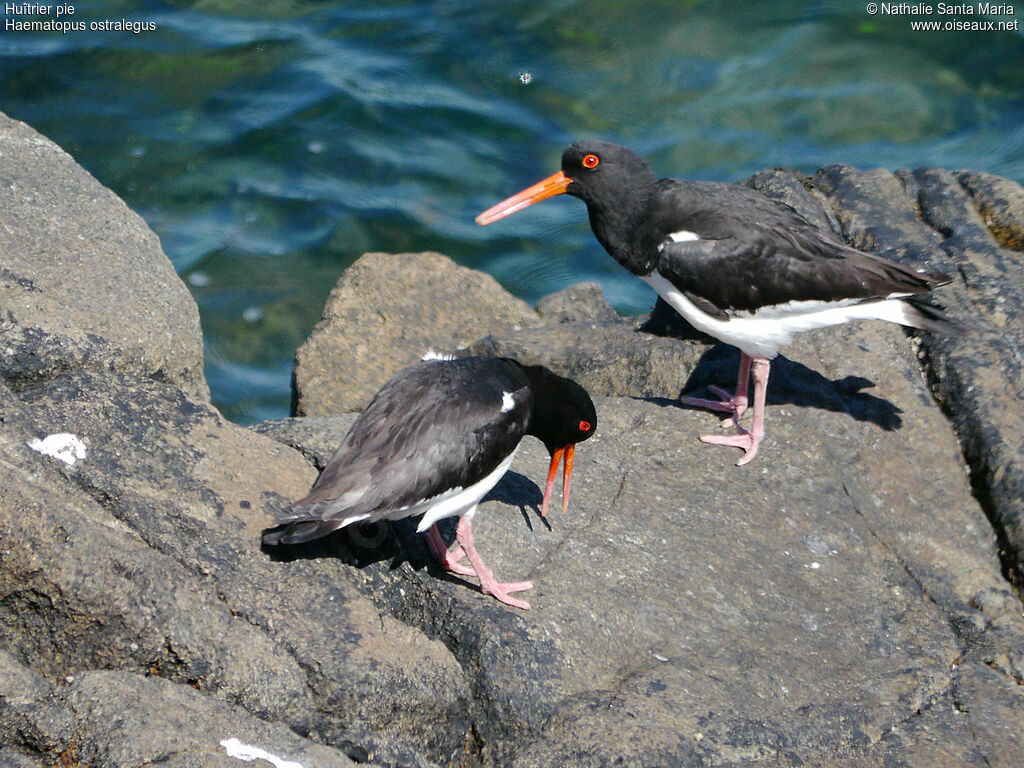 Eurasian Oystercatcher , Reproduction-nesting