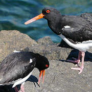 Eurasian Oystercatcher