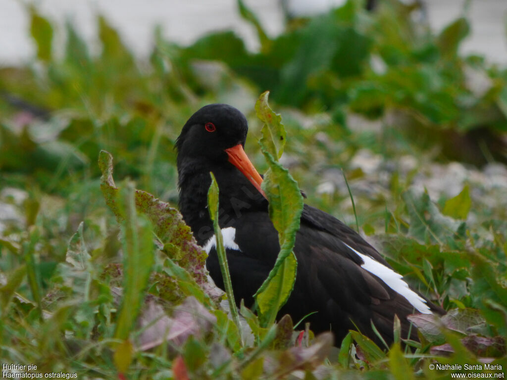 Eurasian Oystercatcheradult breeding