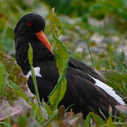 Eurasian Oystercatcher