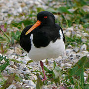 Eurasian Oystercatcher