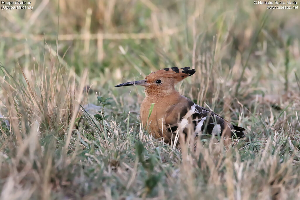 Huppe d'Afrique femelle adulte, identification, habitat, Comportement