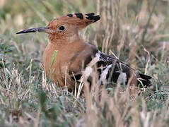 African Hoopoe