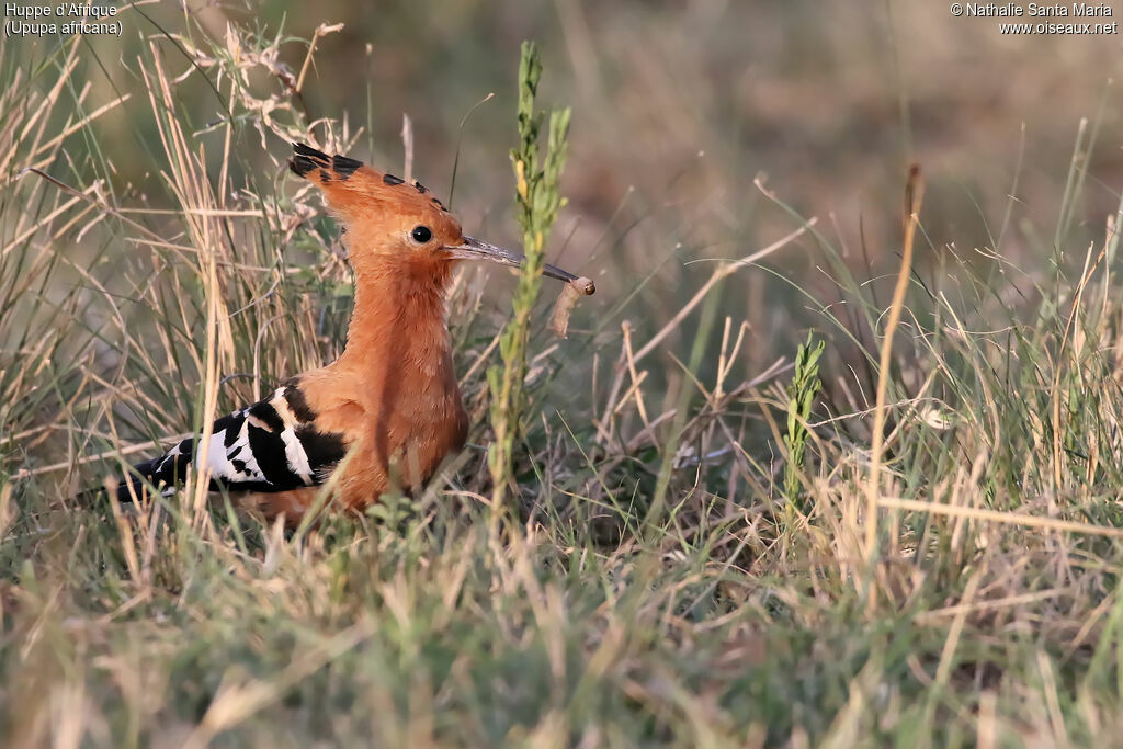 Huppe d'Afrique mâle adulte, identification, habitat, Nidification