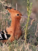 African Hoopoe