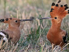 African Hoopoe