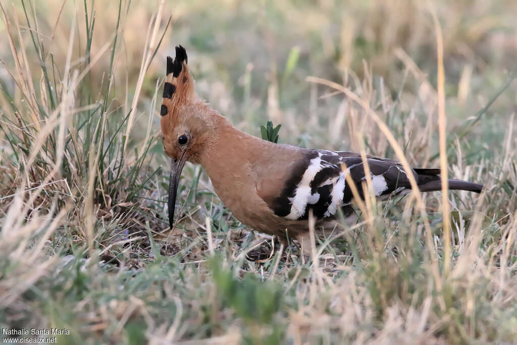 African Hoopoe female adult, identification, walking, fishing/hunting