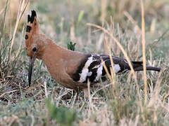 African Hoopoe