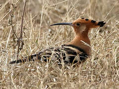 African Hoopoe