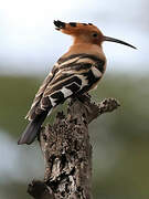 African Hoopoe