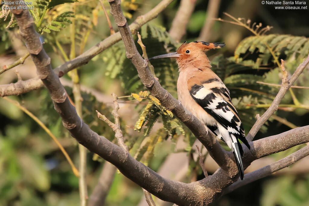 African Hoopoeadult, identification