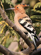 African Hoopoe