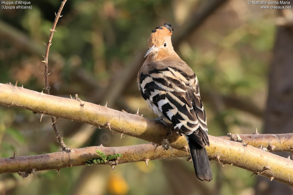 African Hoopoeadult, identification, habitat