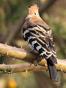 African Hoopoe