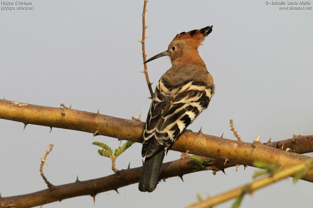 Huppe d'Afriqueadulte, identification, habitat