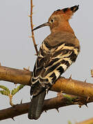 African Hoopoe