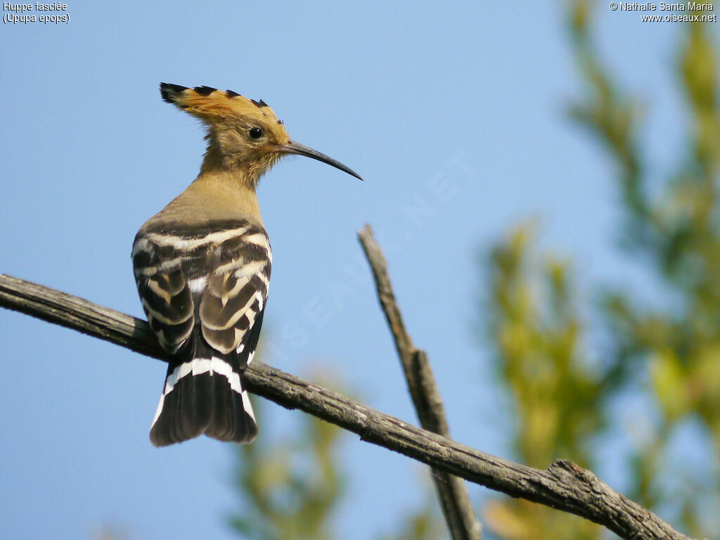 Eurasian Hoopoeadult