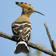 Eurasian Hoopoe