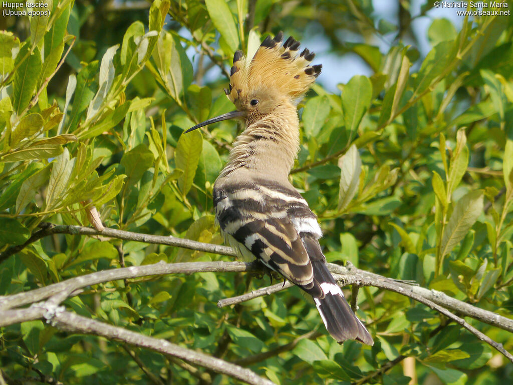 Eurasian Hoopoeadult, identification