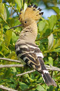 Eurasian Hoopoe