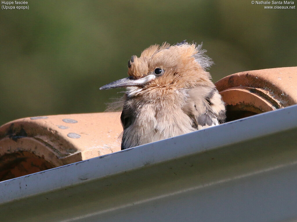 Eurasian Hoopoejuvenile, identification, Behaviour