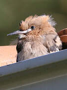 Eurasian Hoopoe