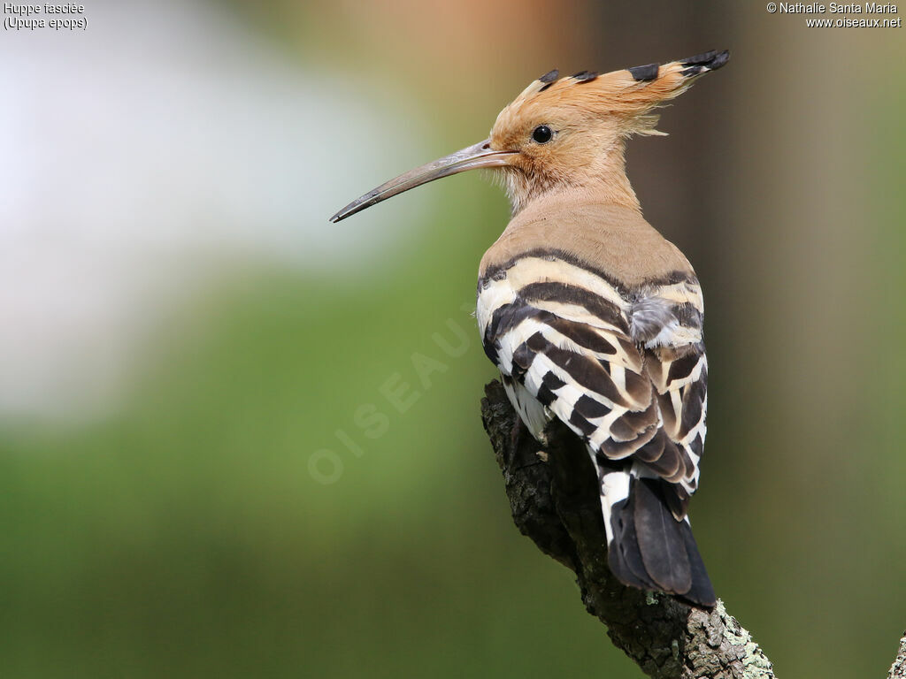 Eurasian Hoopoeadult, identification, Behaviour