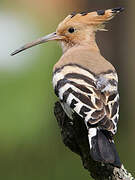 Eurasian Hoopoe