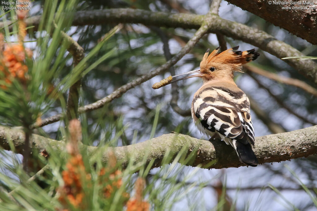 Eurasian Hoopoe male adult, identification, habitat, feeding habits, Reproduction-nesting