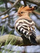 Eurasian Hoopoe