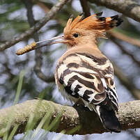 Huppe Fasciée Upupa Epops