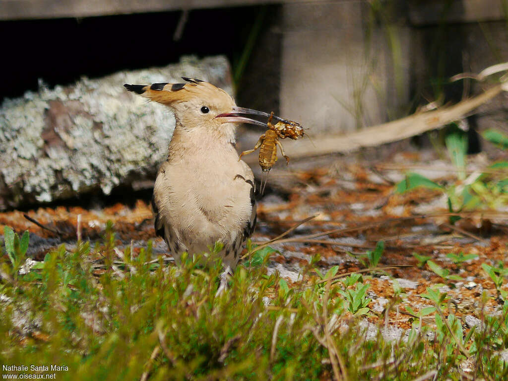 Eurasian Hoopoeadult, feeding habits, eats, Behaviour