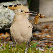 Eurasian Hoopoe