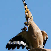 Eurasian Hoopoe