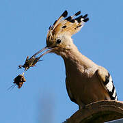 Eurasian Hoopoe