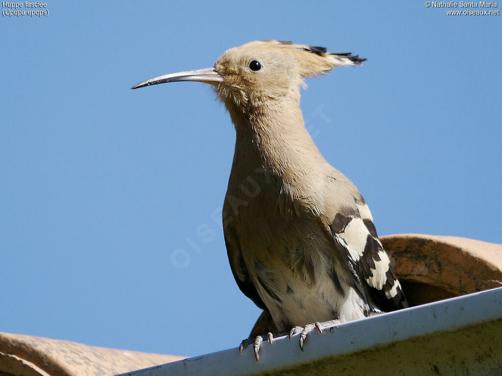 Eurasian Hoopoe female adult, Reproduction-nesting