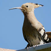 Eurasian Hoopoe