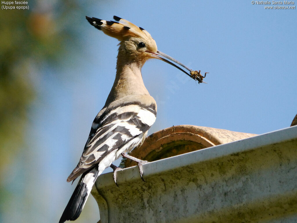 Eurasian Hoopoe male adult, Reproduction-nesting, Behaviour