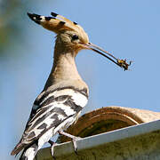 Eurasian Hoopoe