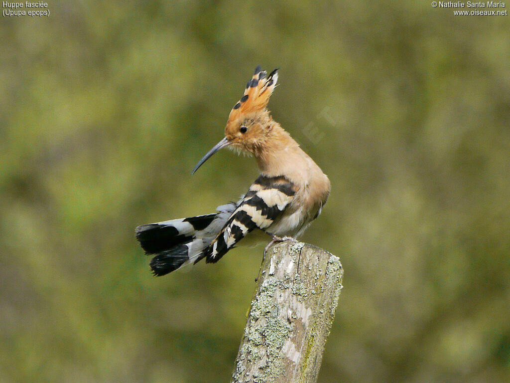 Eurasian Hoopoe female adult