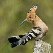 Eurasian Hoopoe