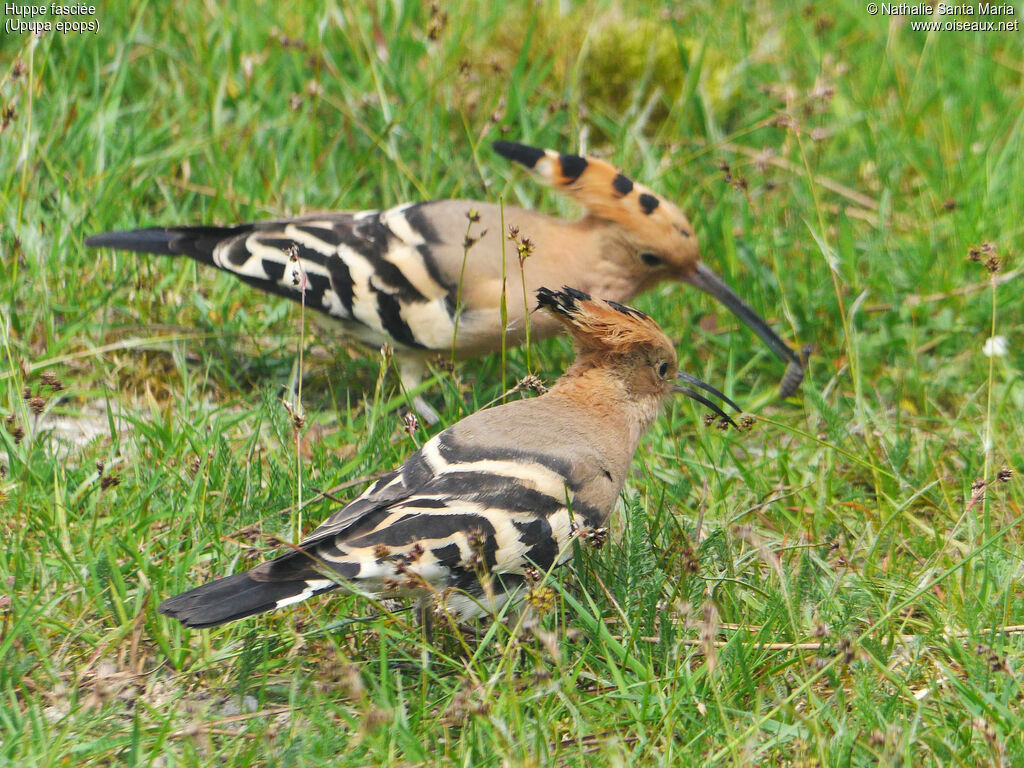 Eurasian Hoopoe adult, Reproduction-nesting, Behaviour