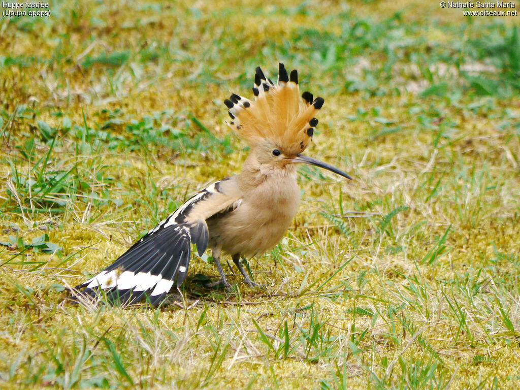 Eurasian Hoopoe male adult, Behaviour