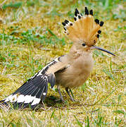 Eurasian Hoopoe