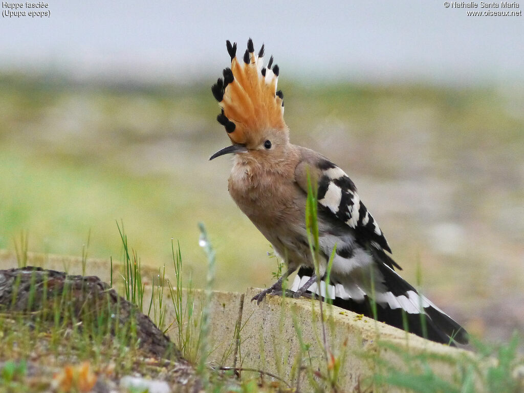 Eurasian Hoopoe male adult, Behaviour