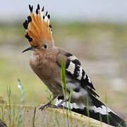 Eurasian Hoopoe