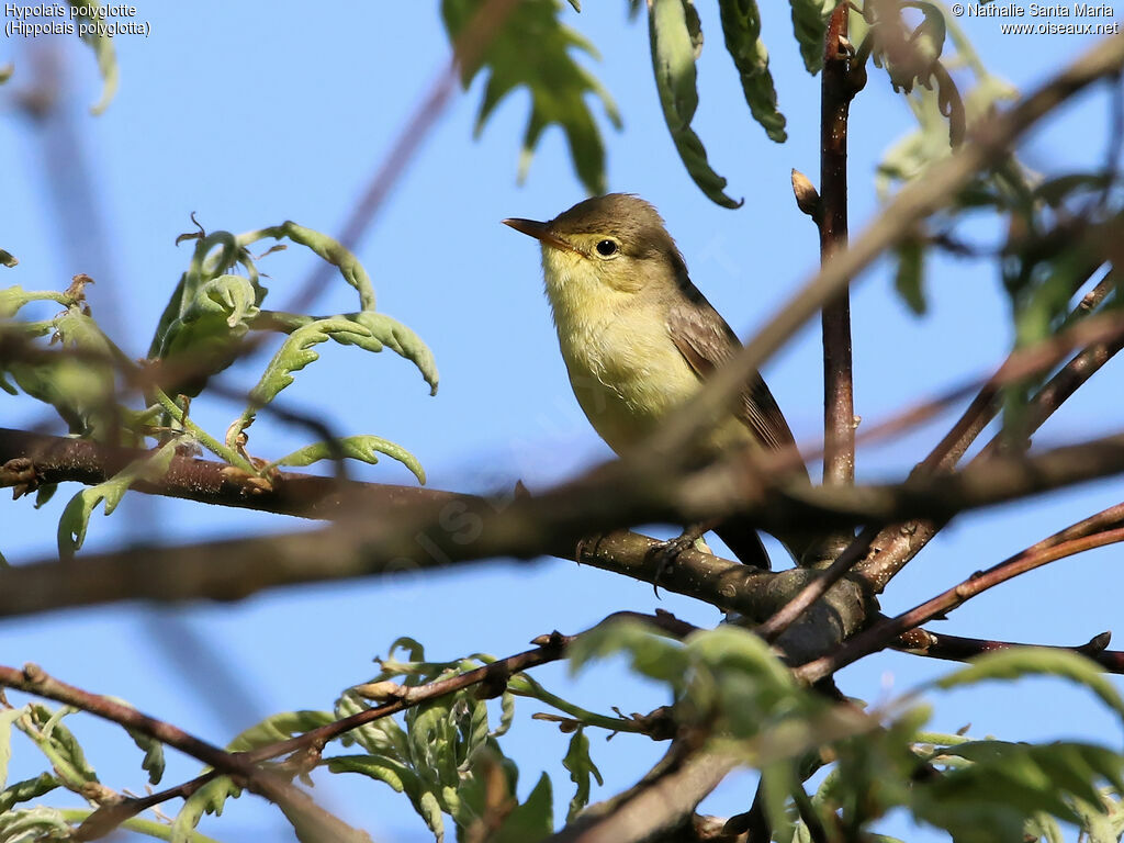 Melodious Warbler male adult, identification, habitat, Behaviour