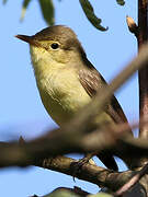 Melodious Warbler