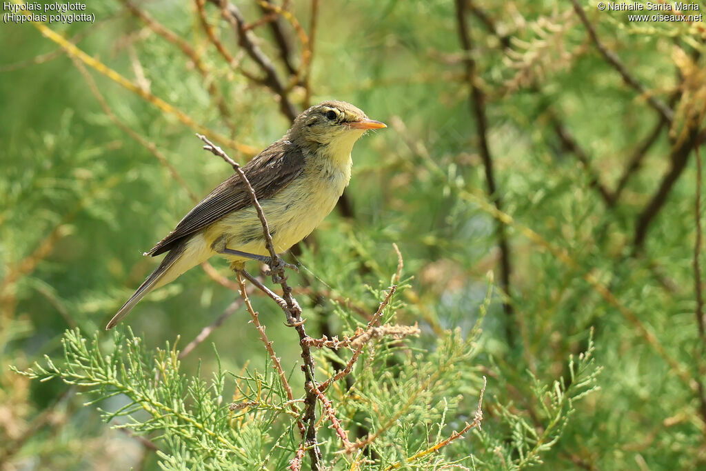 Hypolaïs polyglotteadulte, identification